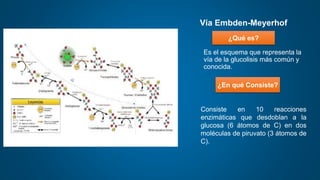 Es el esquema que representa la
vía de la glucolisis más común y
conocida.
Vía Embden-Meyerhof
¿Qué es?
¿En qué Consiste?
Consiste en 10 reacciones
enzimáticas que desdoblan a la
glucosa (6 átomos de C) en dos
moléculas de piruvato (3 átomos de
C).
 