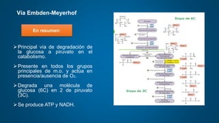 Principal vía de degradación de
la glucosa a piruvato en el
catabolismo.
Presente en todos los grupos
principales de m.o. y actúa en
presencia/ausencia de O2.
Degrada una molécula de
glucosa (6C) en 2 de piruvato
(3C).
Se produce ATP y NADH.
En resumen:
Vía Embden-Meyerhof
 