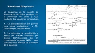 Reacciones Bioquímicas
La bioquímica de la reacción de
fermentación alcohólica prosigue con
la producción de Etanol y CO2
mediante dos reacciones consecutivas.
1.- La descarboxilación del purivato
para formar acetaldehido y CO2
catalizada por descarboxilasa.
2.- La reducción de acetaldehido a
Etanol por NADH2 catalizada por
alcohol deshidrogenasa, que en
consecuencia regenera NAD para
utilozarlo en la reacción de la GAPDH
de la glucolisis.
+
 