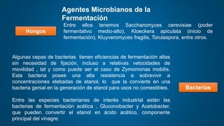 Algunas cepas de bacterias tienen eficiencias de fermentación altas
sin necesidad de fijación, incluso a relativas velocidades de
movilidad , tal y como puede ser el caso de Zymomonas mobilis.
Esta bacteria posee una alta resistencia a sobrevivir a
concentraciones elebadas de etanol, lo que la convierte en una
bacteria genial en la generación de etanol para usos no comestibles.
Entre las especies bacterianas de interés industrial están las
bacterias de fermentación acética , Gluconobacter y Acetobacter,
que pueden convertir el etanol en ácido acético, componente
principal del vinagre.
Agentes Microbianos de la
Fermentación
Bacterias
Hongos
Entre ellos tenemos Saccharomyces cerevisiae (poder
fermentativo medio-alto), Kloeckera apiculata (inicio de
fermentación), Kluyveromyces fragilis, Torulaspora, entre otros.
 