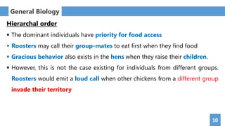 10
General Biology
Hierarchal order
 The dominant individuals have priority for food access
 Roosters may call their group-mates to eat first when they find food
 Gracious behavior also exists in the hens when they raise their children.
 However, this is not the case existing for individuals from different groups.
Roosters would emit a loud call when other chickens from a different group
invade their territory
 