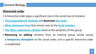 9
General Biology
Hierarchal order
 A hierarchal order plays a significant role in the social lives of chickens
 The preponderant chickens will dominate the weak
 More dominant hens that remain near to the head roosters
 The More submissive chicken stand at the periphery of the group
 Removing or adding chickens from an existing group would causes
a temporary disruption to the social order until a specific hierarchal order
is established
 