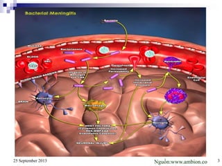 25 September 2013 3Nguồn:www.ambion.co
 