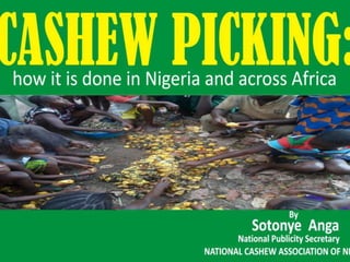 CASHEW PICKING: how it is done
in Nigeria and across Africa
By
Sotonye Anga
National Publicity Secretary
NATIONAL CASHEW ASSOCIATION OF NIGERIA
 