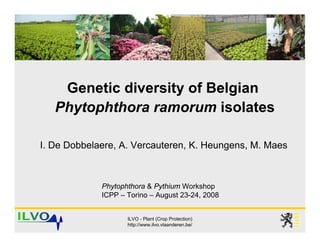 Genetic diversity of Belgian
   Phytophthora ramorum isolates

I. De Dobbelaere, A. Vercauteren, K. Heungens, M. Maes



             Phytophthora & Pythium Workshop
             ICPP – Torino – August 23-24, 2008


                    ILVO - Plant (Crop Protection)
                    http://www.ilvo.vlaanderen.be/
 