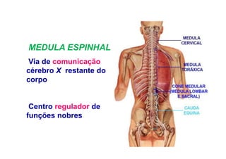 MEDULA ESPINHAL
Via de comunicação
cérebro X restante do
corpo
Centro regulador de
funções nobres
 