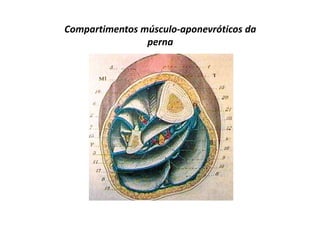 Compartimentos músculo-aponevróticos da
perna
 
