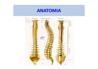 ANATOMIA
 