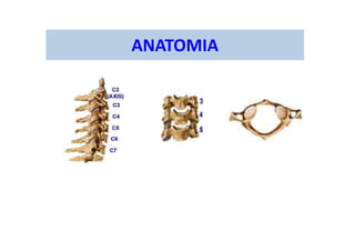 ANATOMIA
 