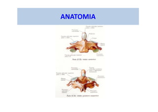 ANATOMIA
 