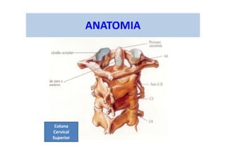 ANATOMIA
Coluna
Cervical
Superior
 