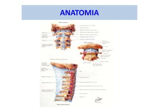 ANATOMIA
 