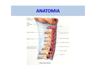 ANATOMIA
 
