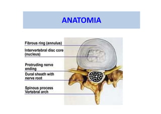 ANATOMIA
 