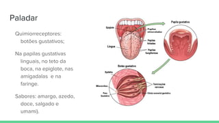 Paladar
Quimiorreceptores:
botões gustativos;
Na papilas gustativas
linguais, no teto da
boca, na epiglote, nas
amígadalas e na
faringe.
Sabores: amargo, azedo,
doce, salgado e
umami).
 