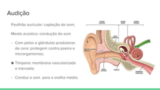 Audição
Pavilhão auricular: captação do som;
Meato acústico: condução do som
- Com pelos e glândulas produtoras
de cera: protegem contra poeira e
microrganismos;
● Tímpano: membrana vascularizada
e inervada;
- Conduz o som para a orelha média;
 