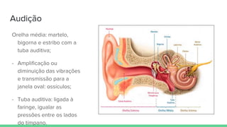 Audição
Orelha média: martelo,
bigorna e estribo com a
tuba auditiva;
- Amplificação ou
diminuição das vibrações
e transmissão para a
janela oval: ossículos;
- Tuba auditiva: ligada à
faringe, igualar as
pressões entre os lados
do tímpano.
 