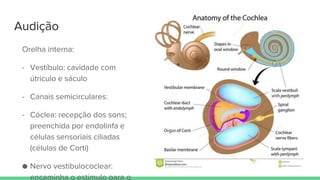 Audição
Orelha interna:
- Vestíbulo: cavidade com
útriculo e sáculo
- Canais semicirculares:
- Cóclea: recepção dos sons;
preenchida por endolinfa e
células sensoriais ciliadas
(células de Corti)
● Nervo vestibulococlear:
encaminha o estímulo para o
 