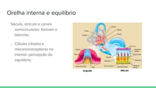 Orelha interna e equilíbrio
Sáculo, útriculo e canais
semicirculares: formam o
labirinto;
- Células ciliadas e
mecanorreceptoras no
interior: percepção do
equilíbrio;
 
