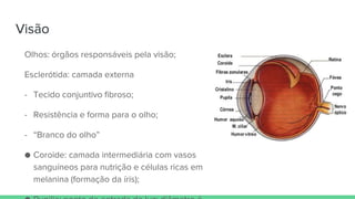 Visão
Olhos: órgãos responsáveis pela visão;
Esclerótida: camada externa
- Tecido conjuntivo fibroso;
- Resistência e forma para o olho;
- “Branco do olho”
● Coroide: camada intermediária com vasos
sanguíneos para nutrição e células ricas em
melanina (formação da íris);
 