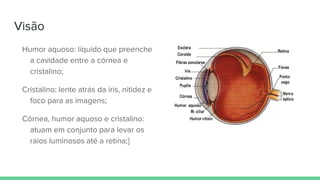 Visão
Humor aquoso: líquido que preenche
a cavidade entre a córnea e
cristalino;
Cristalino: lente atrás da íris, nitidez e
foco para as imagens;
Córnea, humor aquoso e cristalino:
atuam em conjunto para levar os
raios luminosos até a retina;]
 