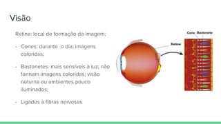 Visão
Retina: local de formação da imagem;
- Cones: durante o dia; imagens
coloridas;
- Bastonetes: mais sensíveis à luz; não
formam imagens coloridas; visão
noturna ou ambientes pouco
iluminados;
- Ligados à fibras nervosas
 