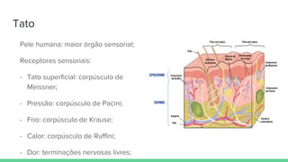 Tato
Pele humana: maior órgão sensorial;
Receptores sensoriais:
- Tato superficial: corpúsculo de
Meissner;
- Pressão: corpúsculo de Pacini;
- Frio: corpúsculo de Krause;
- Calor: corpúsculo de Ruffini;
- Dor: terminações nervosas livres;
 