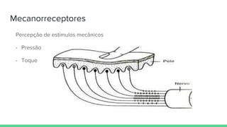 Mecanorreceptores
Percepção de estímulos mecânicos
- Pressão
- Toque
 