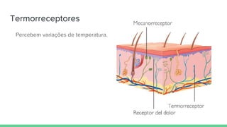 Termorreceptores
Percebem variações de temperatura.
 