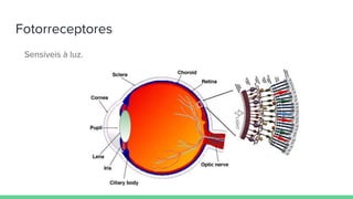 Fotorreceptores
Sensíveis à luz.
 