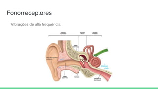 Fonorreceptores
Vibrações de alta frequência.
 