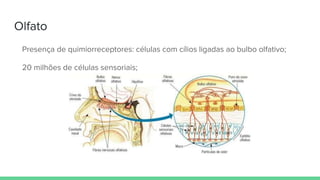 Olfato
Presença de quimiorreceptores: células com cílios ligadas ao bulbo olfativo;
20 milhões de células sensoriais;
 
