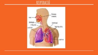 respiració
 