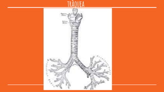 tràquea
 