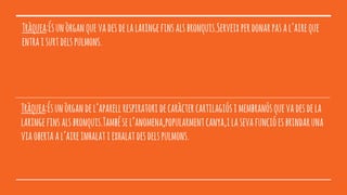 Tràquea:Ésunòrganquevadesdelalaringefinsalsbronquis.Serveixperdonarpasal’aireque
entraisurtdelspulmons.
Tràquea:Ésunòrgandel’aparellrespiratoridecaràctercartilagiósimembranósquevadesdela
laringefinsalsbronquis.Tambésel’anomena,popularmentcanya,ilasevafuncióesbrindaruna
viaobertaal’aireinhalatiexhalatdesdelspulmons.
 