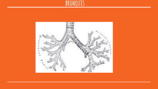 bronquis
 