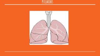 pulmons
 