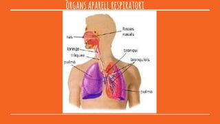 òrgansaparellrespiratori
 