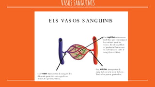 Vasossanguinis
 