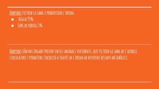 Ronyons:Filtrenlasangiprodueixenl’orina.
● Aigua95%
● Subs.derebuig5%
Ronyons:Sóndosòrganspresentenelsanimalsvertebrats,quefiltrenlasangdel'aparell
circulatoriipermetenl'excrecióatravésdel'orinadediversosresidusmetabòlics.
 