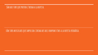 Sóndostubsqueportenl’orinaalabufeta.
:sóntubsmuscularsqueimpulsenl'orinadesdelsronyonsfinsalabufetaurinària.
 