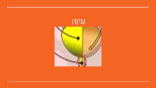 uretra
 