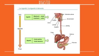 digestió
 