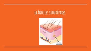 glàndulessudorípares
 