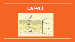 La Pell
 