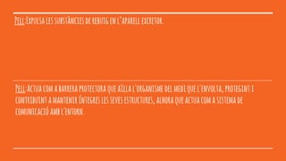 Pell:Expulsalessubstànciesderebuigenl’aparellexcretor.
Pell:Actuacomabarreraprotectoraqueaïllal'organismedelmediquel'envolta,proteginti
contribuintamanteniríntegreslessevesestructures,alhoraqueactuacomasistemade
comunicacióambl'entorn.
 