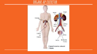 òrgansap.excretor
 