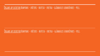 Òrgansap.excretor:Ronyons-urèters-bufeta-uretra-glàndulessudorípares-pell.
Òrgansap.excretor:Ronyons-urèters-bufeta-uretra-glàndulessudorípares-pell.
 