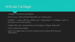 Articular Cartilage
o Cartilage - 1st structure to be affected.
o Erosion occurs, often central & frequently in wt. bearing areas.
o Fibrillation - causes softening, splitting and fragmentation of cartilage,in both wt.
bearing & non-wt. bearing areas.
o Collagen fibres split , disorganisation of proteoglycan-collagen relationship
o Further softening and flaking.
o Flakes of cartilage break off, may be impacted b/w jt.surfaces  locking and
inflammation.
 