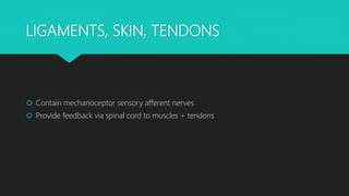 LIGAMENTS, SKIN, TENDONS
 Contain mechanoceptor sensory afferent nerves
 Provide feedback via spinal cord to muscles + tendons
 